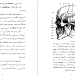 دانلود کتاب سنگواره های انسان عصر حجر دکتر روبر ژولین