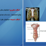 دانلود کتاب اناتومی استخوان شناسی مرتضی بهرامی نژاد