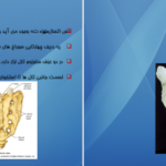 دانلود کتاب اناتومی استخوان شناسی مرتضی بهرامی نژاد